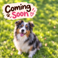 Build Your Australian Shepherd | Pickleball & Tennis Ball Holder