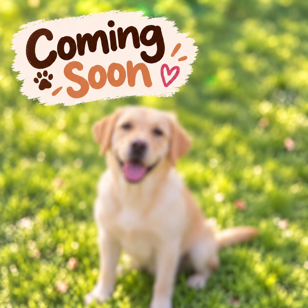 Build Your Labrador | Pickleball & Tennis Ball Holder