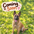Build Your Malinois | Pickleball & Tennis Ball Holder